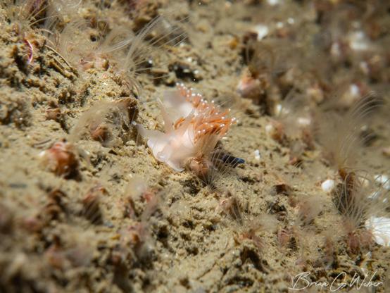 A Coryphella verrucosa nudibranch crawling across a field of barnacles.
