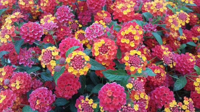 A full-frame image of red, yellow, and pink lantana -- a round flower with many small multi-colored petals surrounding a pink core. Some green crescent-shaped leaves are visible as well. #NoKings