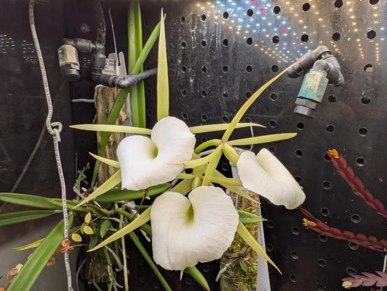 A cluster of three large pale green and white flowers is suspended in the air in front of a plant growing on a branch in an IKEA cabinet.