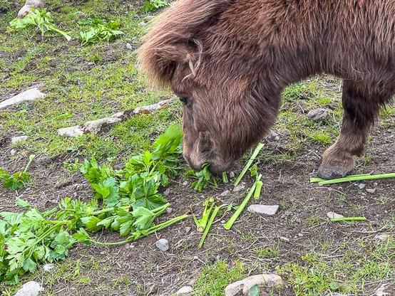 Shetland pony eating celery