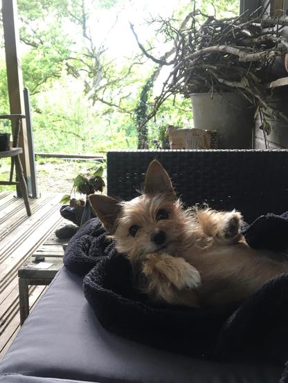 a small Yorwich terrier type dog reclines on a black fleece on a black sofa on a deck outdoors with trees in the background