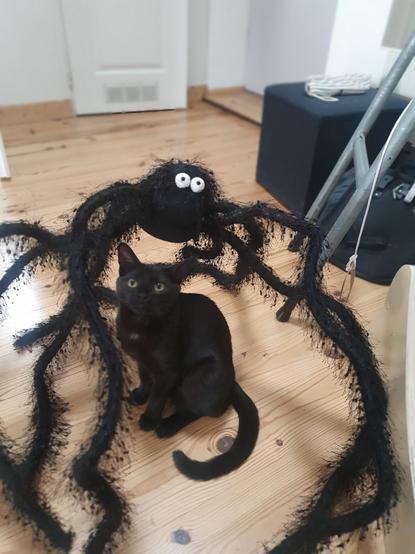 a giant Halloween prop black spider with big white googly eyes and long twisted furry legs make a shelter for the black cat. both creature are staring at us