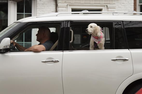 A white, medium sized dog wearing a pink bandana, has their head out of the back seat window directly behind the driver of this large, also white, sport utility vehicle.