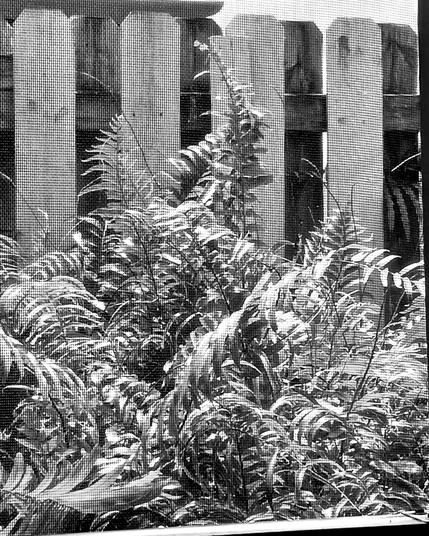 The picture of wild, overgrown ferns in front of an old wooden fence, only this time in black and white filter.