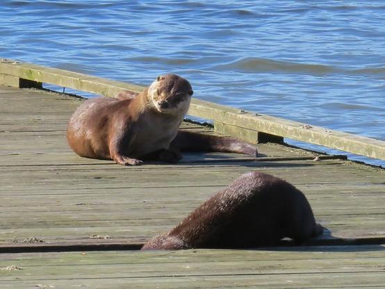 A picture of an otter.