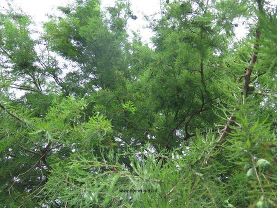Photo of treespecies Taxodium distichum : Category is foliage