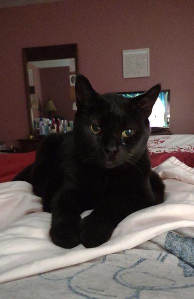 This is a picture of a black cat laying on my lap in bed.