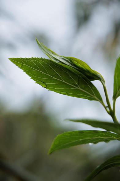 Close-up of two vibrant green leaves against a blurred background, showcasing fine veins and a droplet of water on one leaf.