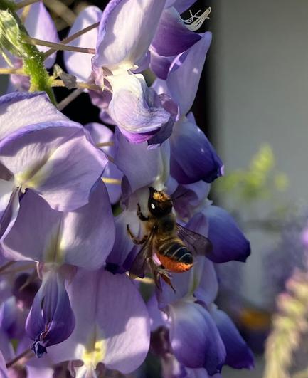 Lila Blüte des Blauregens mit einer Biene die auf dem Bauch voller orangener Pollen ist. Zwischen den Augen hat sie gelbe Haare.