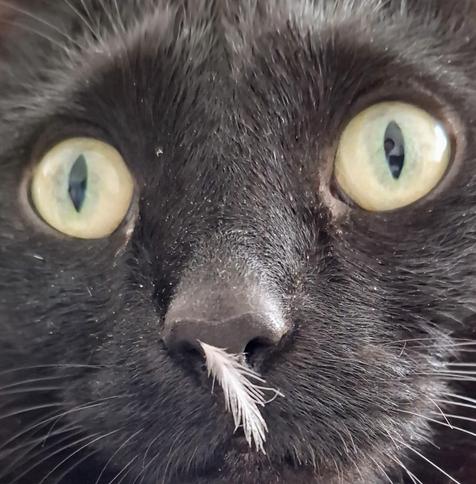 Close-up foto of a black cat's face, with a tiny white feather sticking to its nose