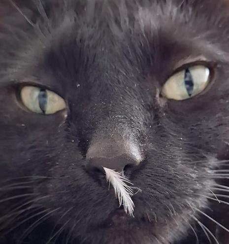 Close-up foto of a black cat's face, with a tiny white feather sticking to its nose

Kind of the same picture, only the eyes are a little bit more closed