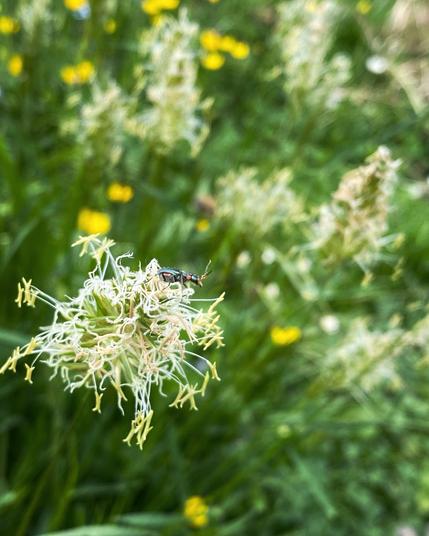 Das blühende Ruch-Gras und obenauf ein schwarzer Käfer mit roten Flecken