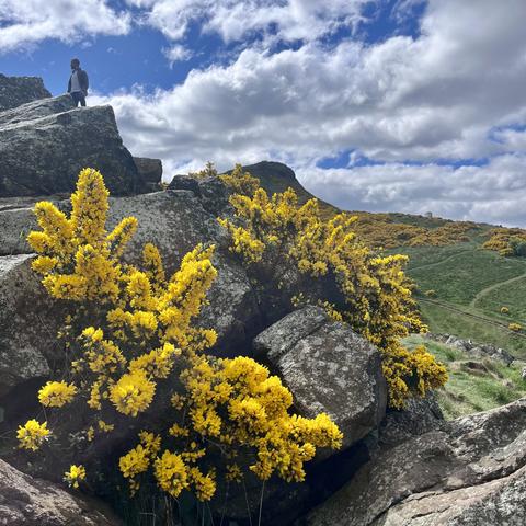 A rocky crag, with yellow flowering gorse in the foreground, atop stands a figure against a blue patch in a cloudy sky. Behind is the summit of Arthur’s Seat, although it looks lower from this perspective