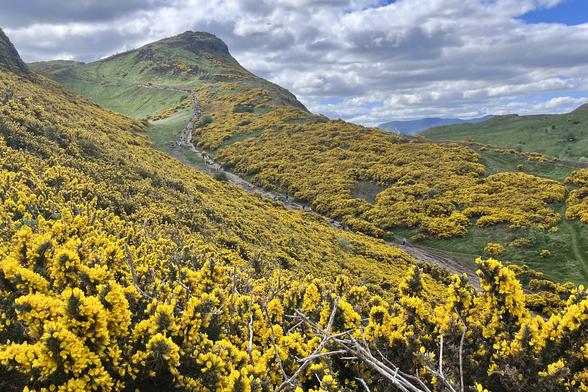 View of a hillside covered in yellow flowering gorse bushes, a track cuts diagonally across the hill, with hundreds of tourists ascending Arthur’s Seat, then summit visible on the skyline against a partly cloudy sky