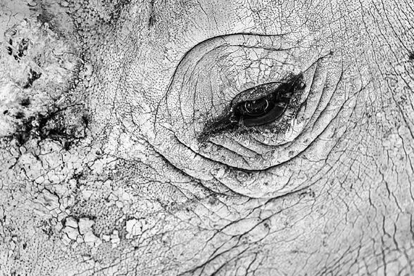 Close-up black and white photo of a rhinoceros's eye and textured, cracked skin, highlighting the intricate patterns and depth of its wrinkles. The rough surface creates a powerful sense of age and resilience.