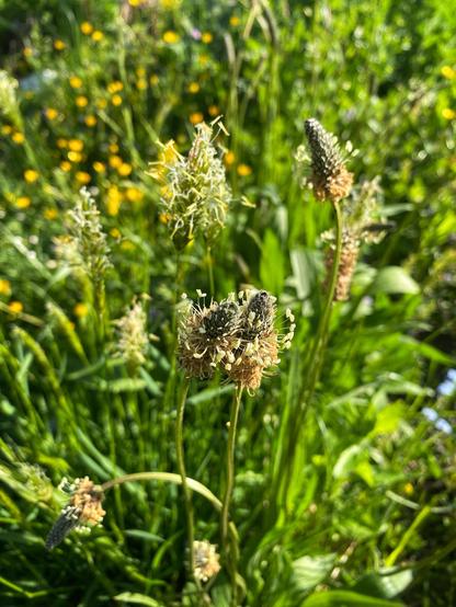 Blüten der genannten Pflanzen in der Nahaufnahme