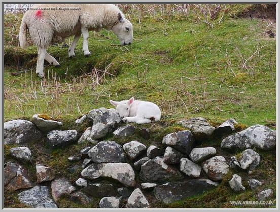 A lamb lies curled up on the grass while Mumsie feeds behind.