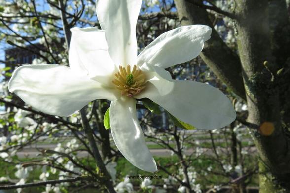 Photo of treespecies Magnolia kobus : Category is bloem-flower-blume-fleur-flor