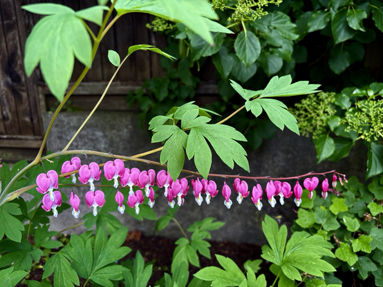 String of bleeding heart blossom contrasted against shadowed background in backyard.