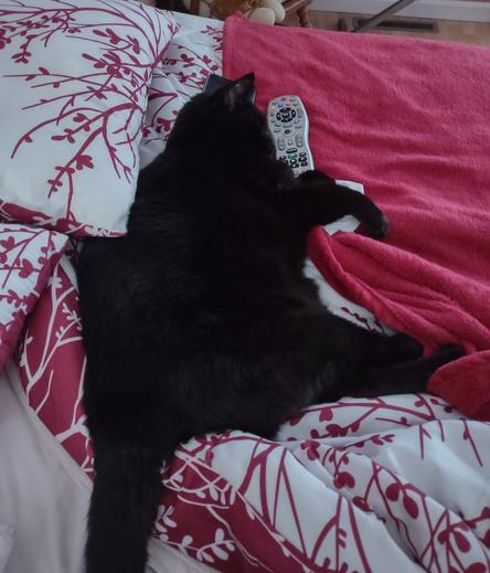 A black cat is laying on red and white blankets and her forehead is resting on a television remote.