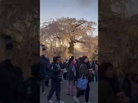 【KYOTO】Must-See Good Sakura Spot- Maruyama Park