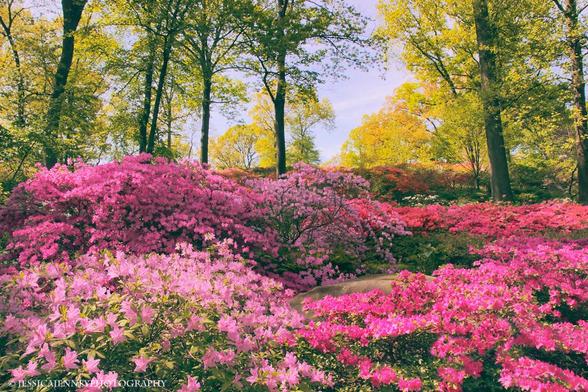 A colorful hillside of Azalea flowers in full bloom at the New York Botanical Garden. Set amongst the dramatic rock outcrops, steep slopes and dappled shade of centuries-old native trees