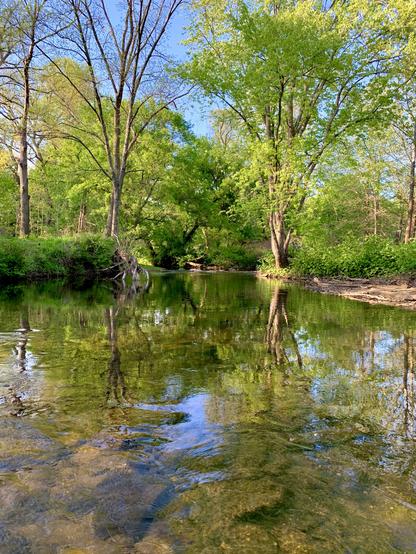 Two creeks merge in the background, forming a riffle before feeding into slow-moving water, then breaking into another riffle in the foreground.
The area is surrounded by trees beneath a clear blue sky.