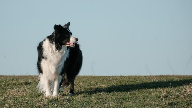 Herding dogs: Genetic study reveals why they are smart, social and focused