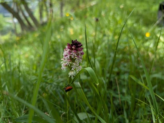 Eine Orchidee mit winzigen Blüten, die wie ein Zylinder am Stängel angeordnet sind. Unten weiss, oben dunkelviolett, ragt aus einer saftiggrünen Wiese.