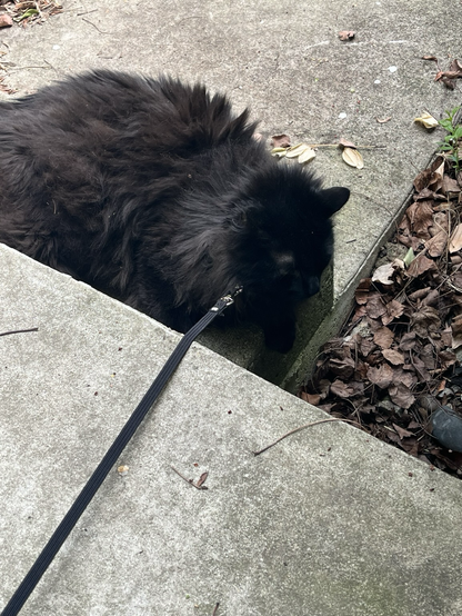 Black long haired cat laying on a cement step. His harness is hidden by his glorious mane, but the leash is visible.
