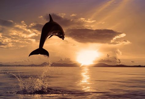 Sonnenuntergang über dem Meer bei leicht bewölktem Himmel,
im Vordergrund springt ein Delfin aus dem Wasser
Foto Netzfund
