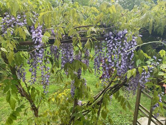 delicate purplish wisteria blowers hang in clusters from the vine supported by a trellis. Green grass can be seen beyond