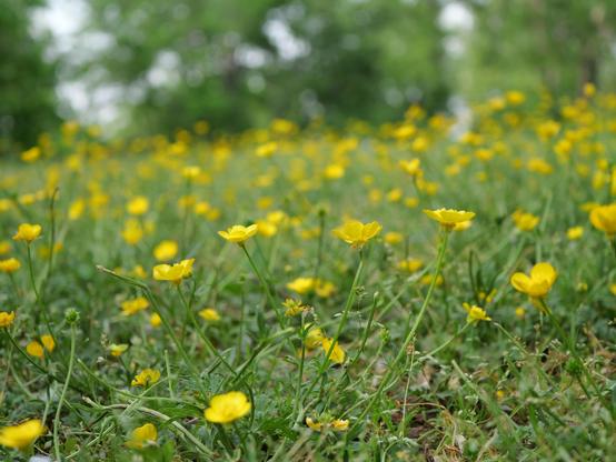Small yellow flowers in a photo taken close to the ground. Most are out of focus.