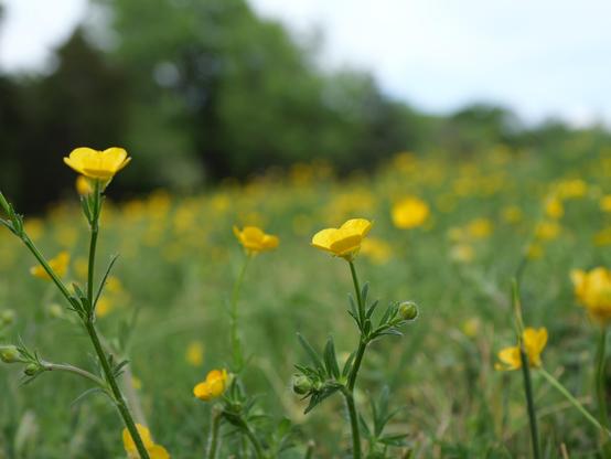 Small yellow flowers in a field .The photo taken close to the ground. There are two flower stalks in close focus. Most are out of focus.