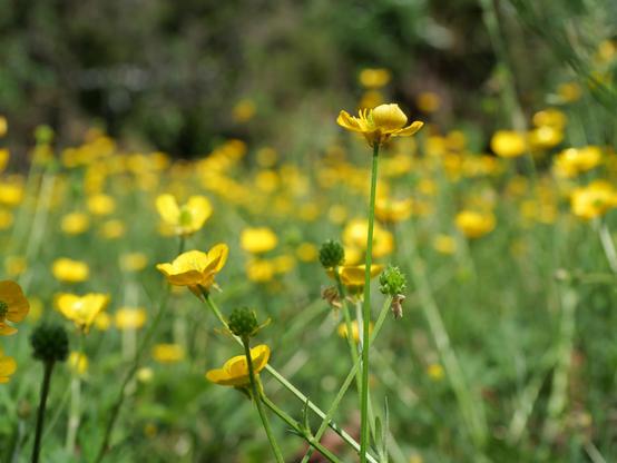 Small yellow flowers in a field .The photo taken close to the ground. There are several flower stalks in close focus. Most are out of focus.