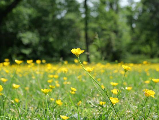 Small yellow flowers in a field .The photo taken close to the ground. There is a flower stalk in close focus. Most are out of focus.