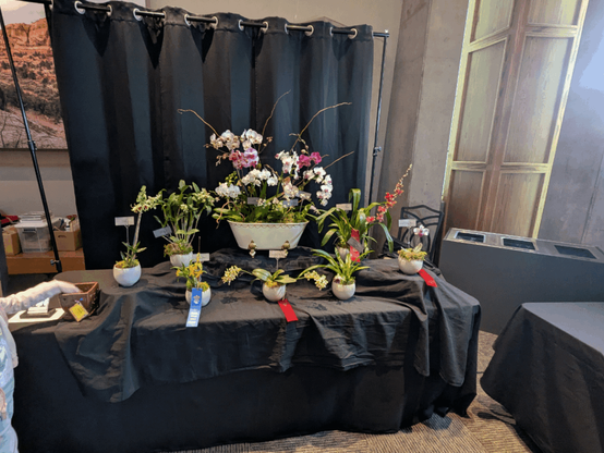The other day I posted about my girlfriends orchid shop. Today she won 1st and 2nd place on most of stuff at the Denver orchid society show and I could not be more proud of her.