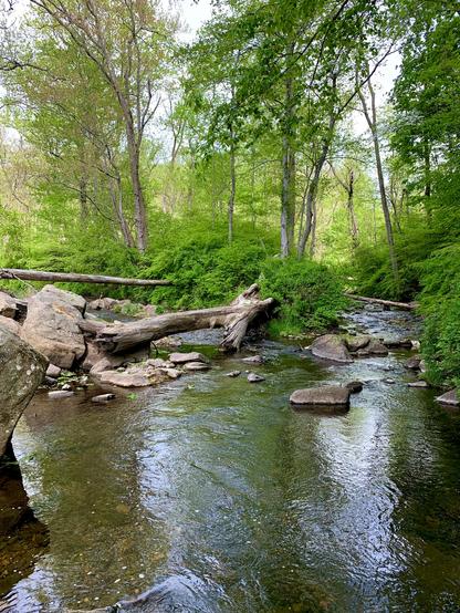 Two small creeks merge in the woods.
The creek on the left flows from behind the rocks, where a fallen tree lies.
The creek on the right winds its way through the woods.
