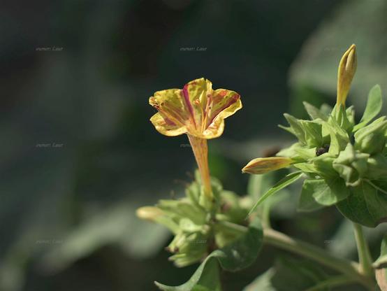 Flower, color, photo