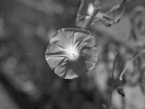 Flower, black and white, photo