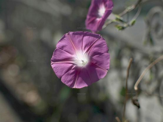 Flower, color, photo