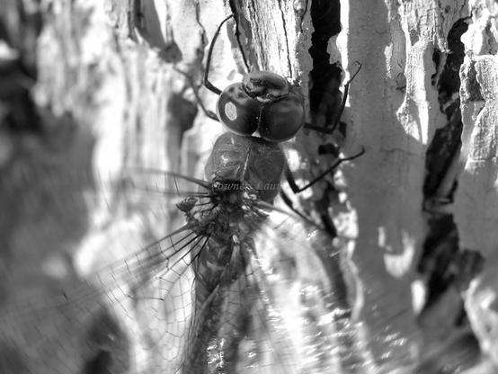 Insect, closeup, black and white, photo