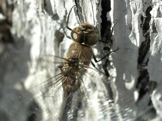Insect, closeup, color, photo