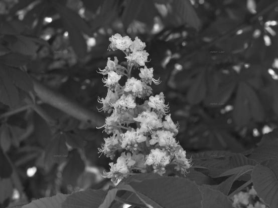 Flowers, black and white,  photo