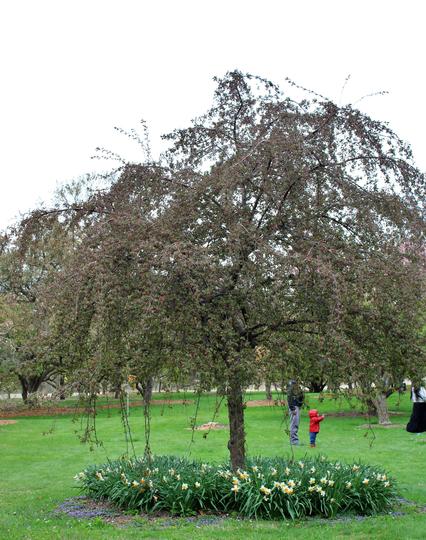 A crabapple tree with buds and blooms surrounded by a circle of daffodils in a lawn area with other crabapple trees behind it and a faint view of a narrow road beyond under a gray overcast sky. An adult and child in jackets visiting the arboretum are also in the shot with the child waving at other family members out of view.