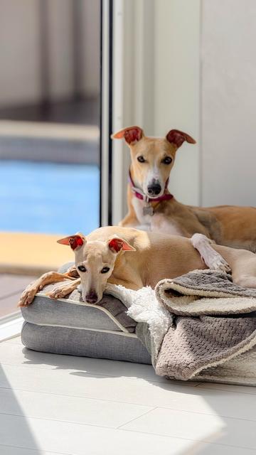 Two light-coloured dogs on a grey dog bed.