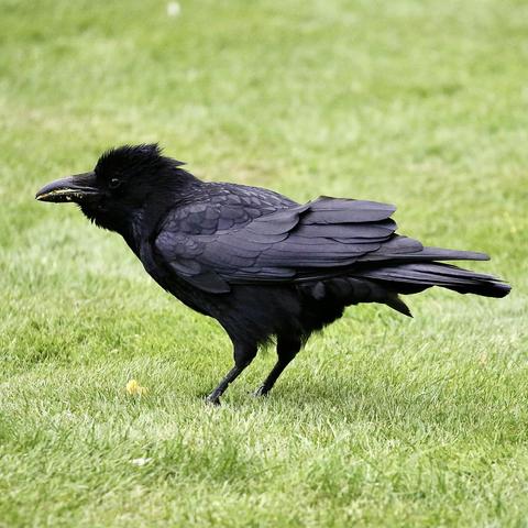 The resident Crow on the lawn in quite an excited manner eating some food probably not known to her before. A hard boiled egg. 🥚