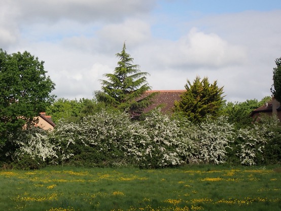 Hedge of hawthorn in flower, behind a grass field with yellow buttercups, cow parsley, nettle and dandelions all in flower. The sky is blue with passing while and grey clouds. The roofs of some houses show behind the hedge as reddish smears.