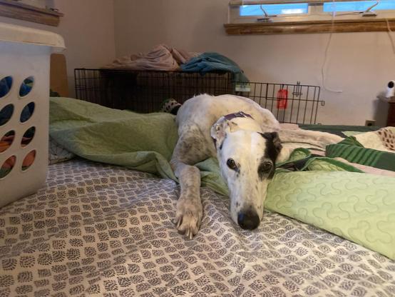 Rocky creates a “red deck” preventing staff return to bed for “40 winks”