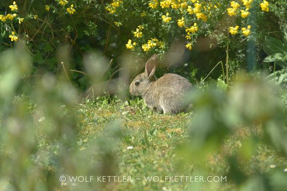 A baby rabbit sits under yellow flowering gorse.